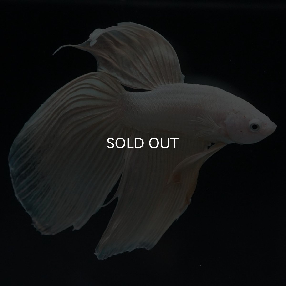 画像3: VT プラチナイエロードラゴン (3)