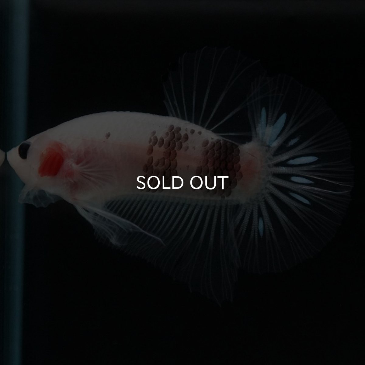 画像9: HMPK ファンシークリア (9)