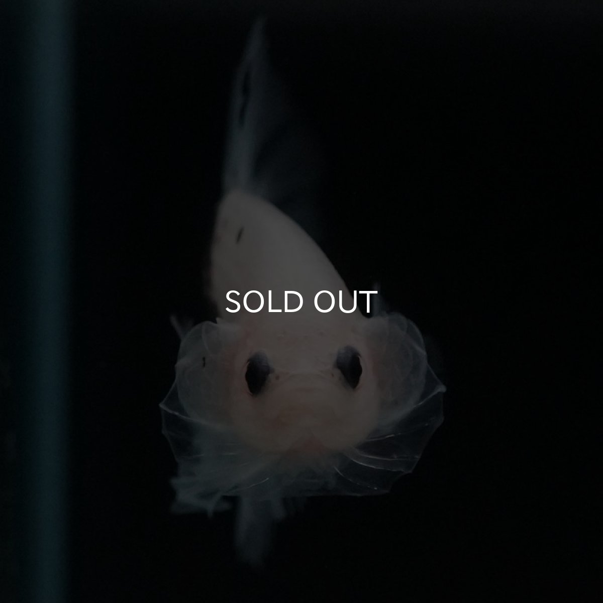 画像7: HMPK ファンシークリア (7)