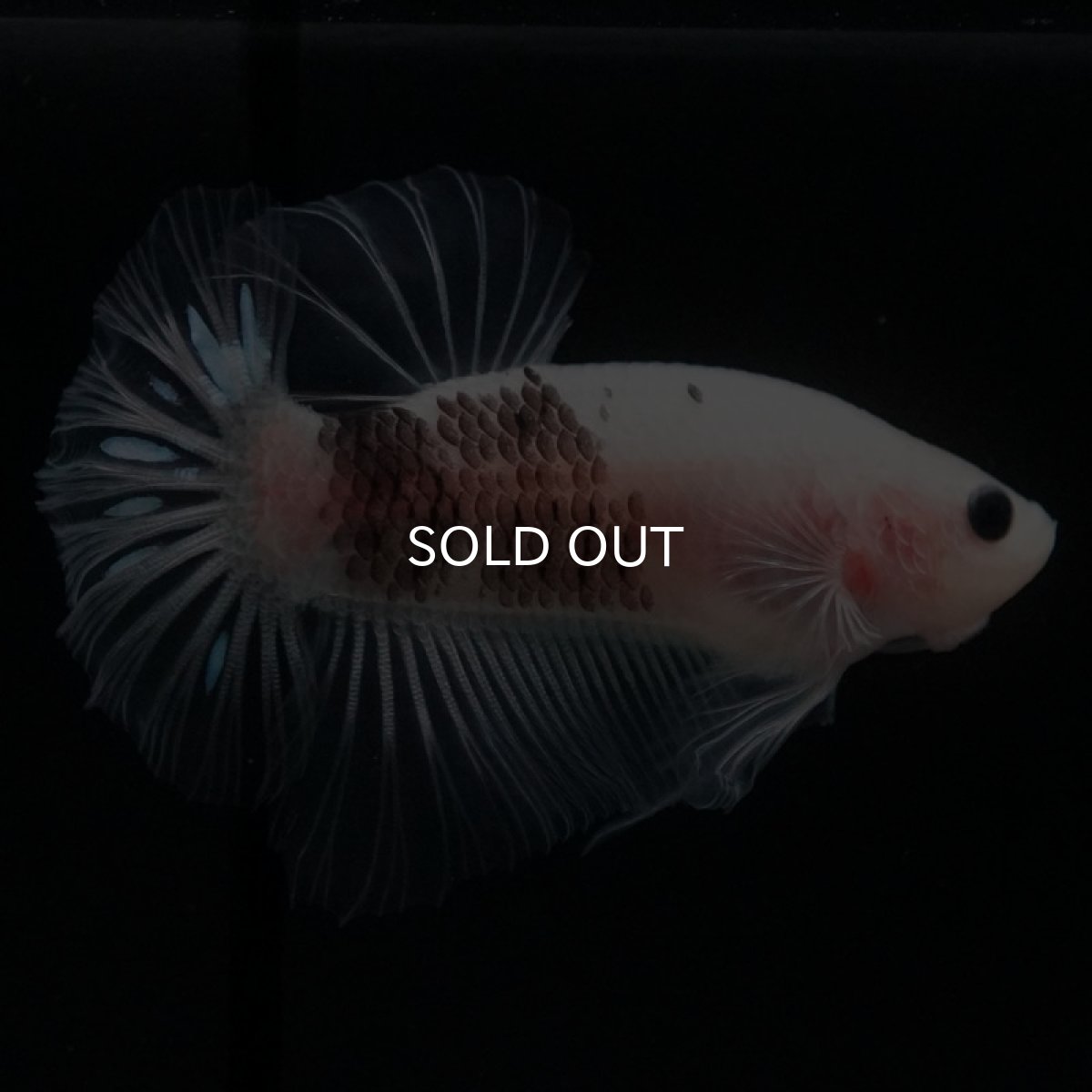 画像5: HMPK ファンシークリア (5)