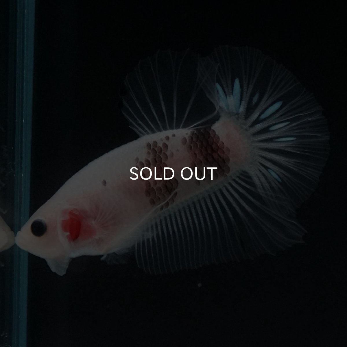 画像8: HMPK ファンシークリア (8)