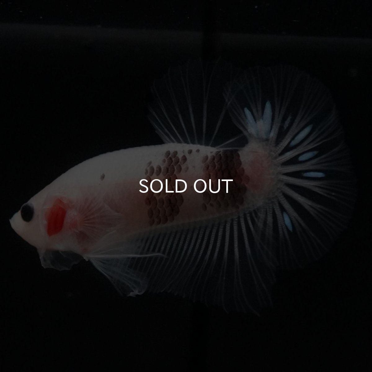 画像2: HMPK ファンシークリア (2)