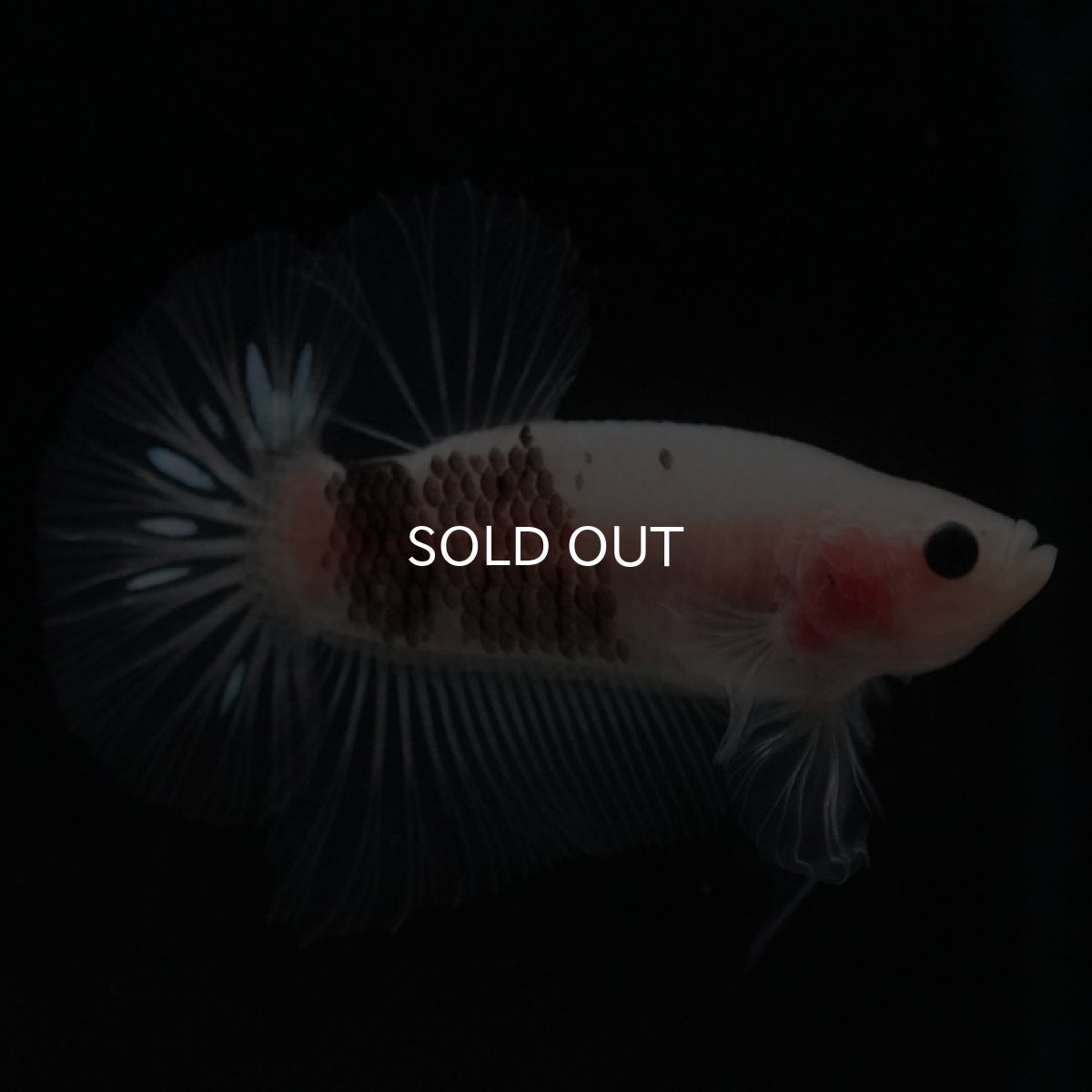 画像3: HMPK ファンシークリア (3)