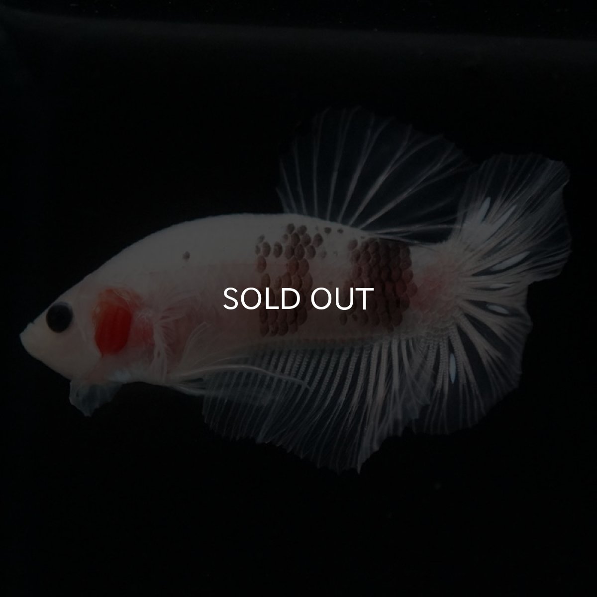 画像6: HMPK ファンシークリア (6)