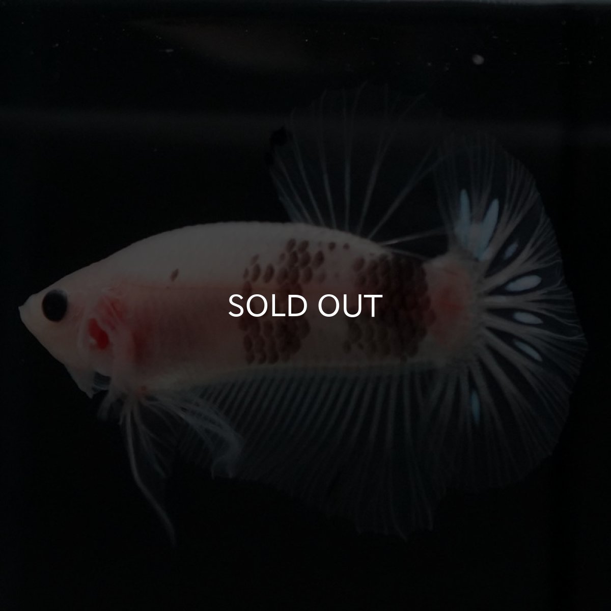 画像4: HMPK ファンシークリア (4)