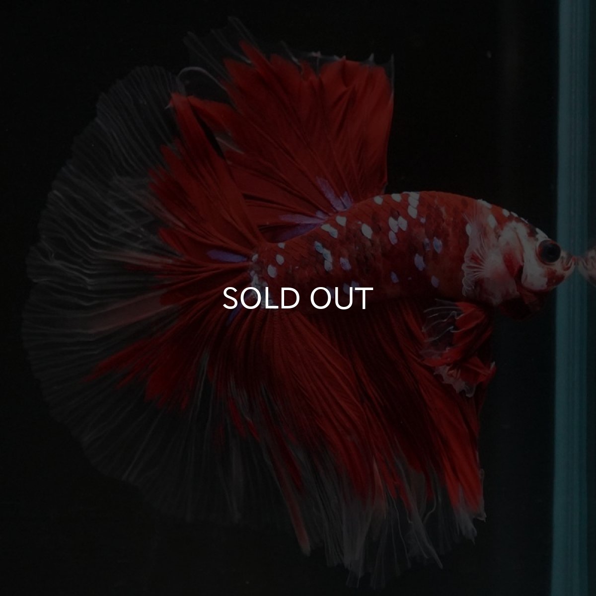 画像10: HM　鯉ギャラクシー (10)