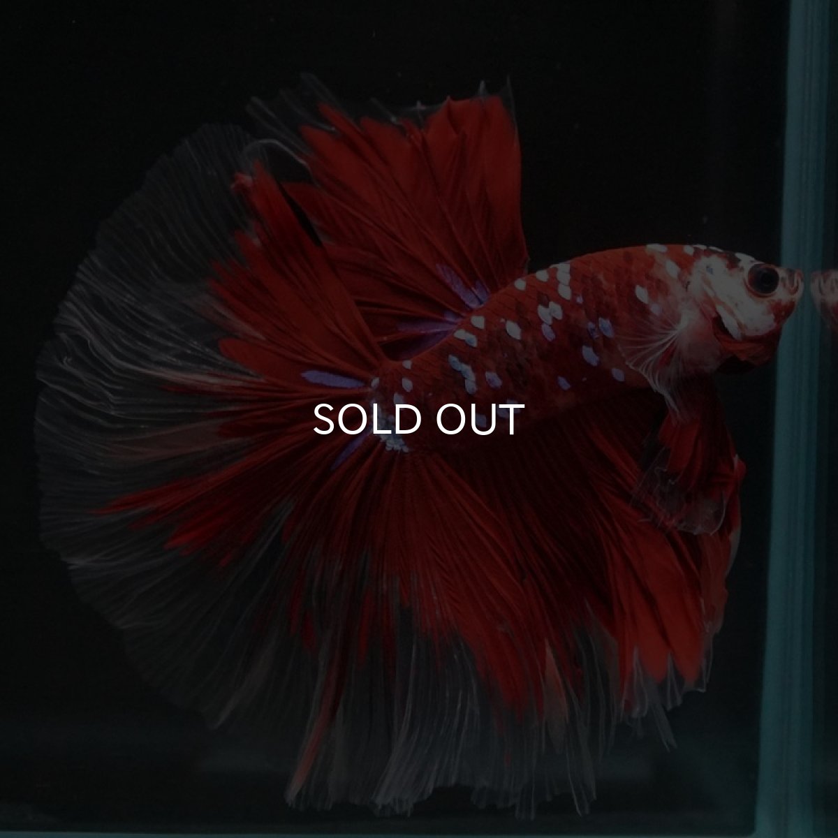 画像9: HM　鯉ギャラクシー (9)