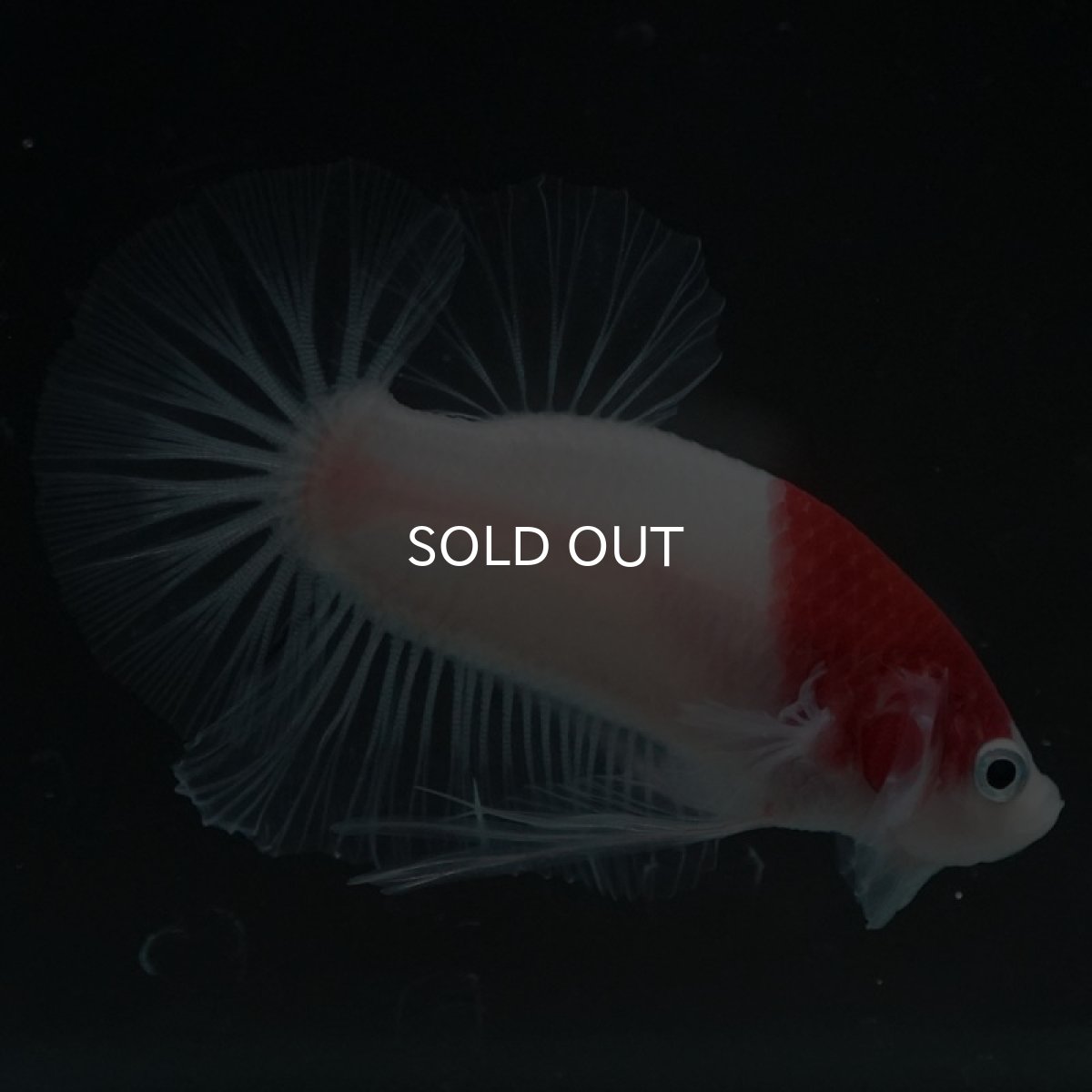 画像8: HMPK　丹頂 (8)