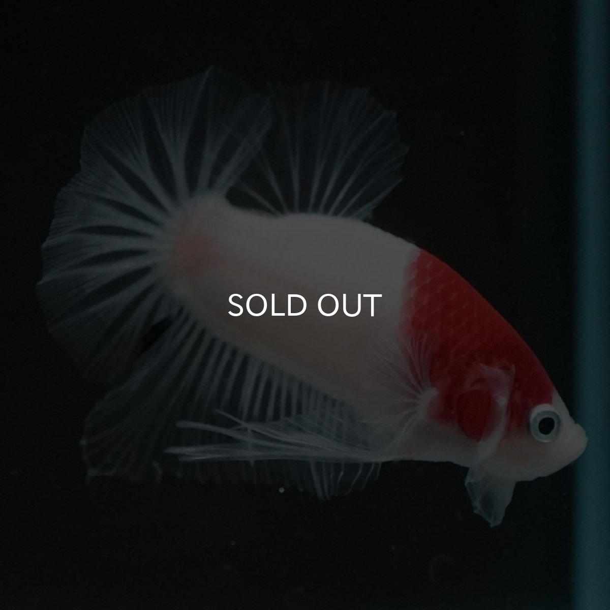 画像7: HMPK　丹頂 (7)