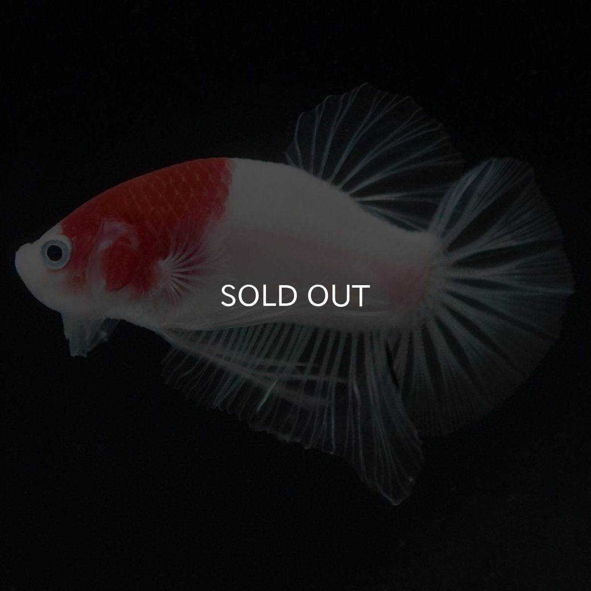 画像6: HMPK　丹頂 (6)