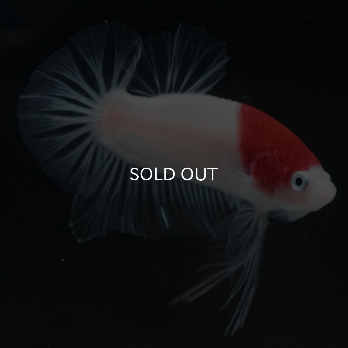 画像2: HMPK　丹頂 (2)