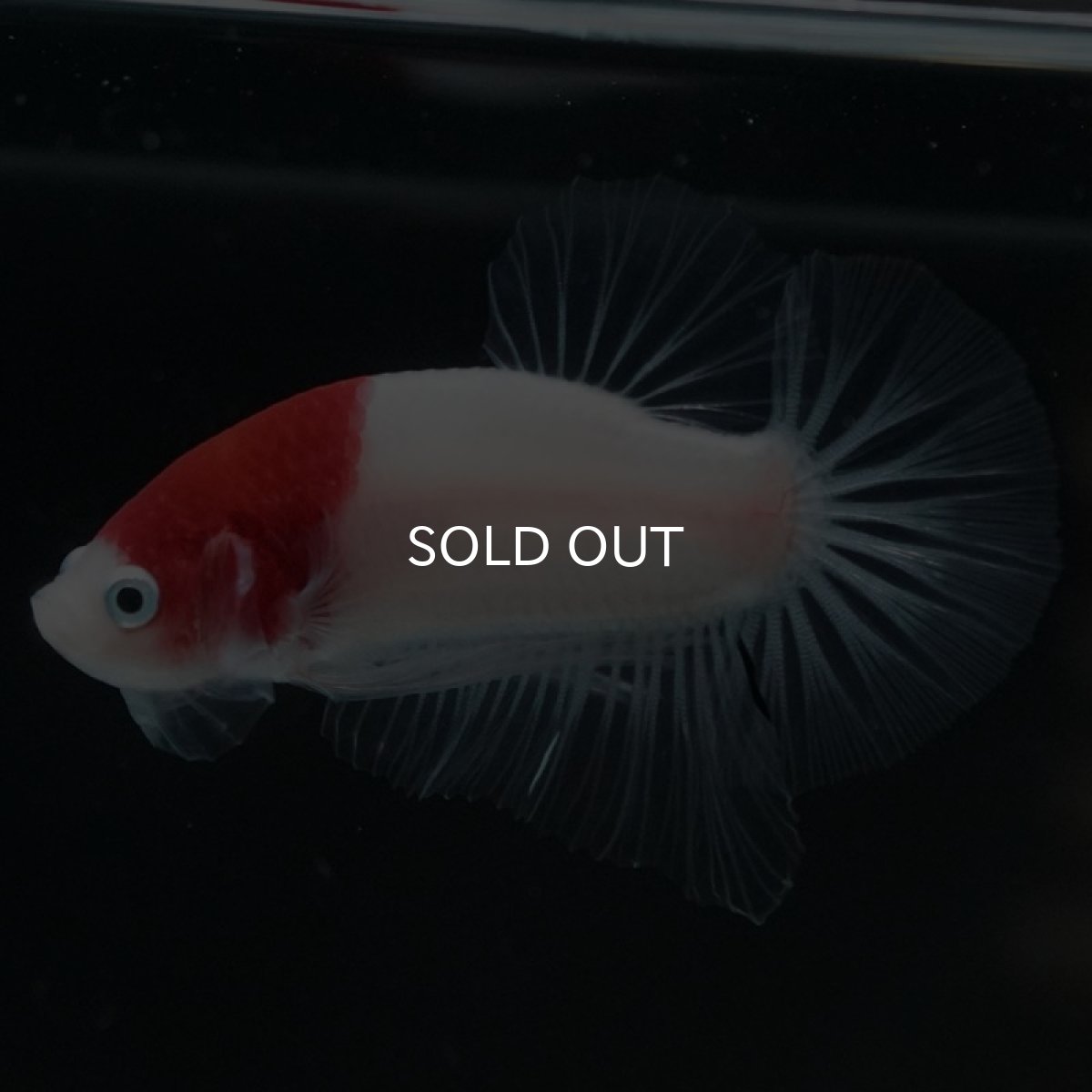 画像4: HMPK　丹頂 (4)