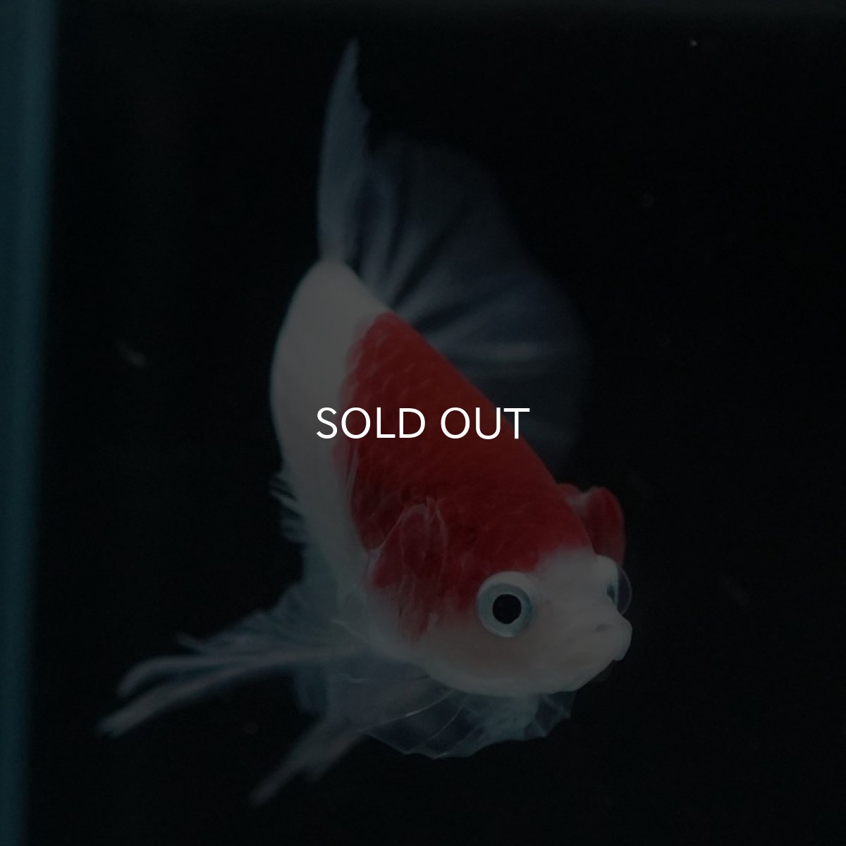 画像3: HMPK　丹頂 (3)