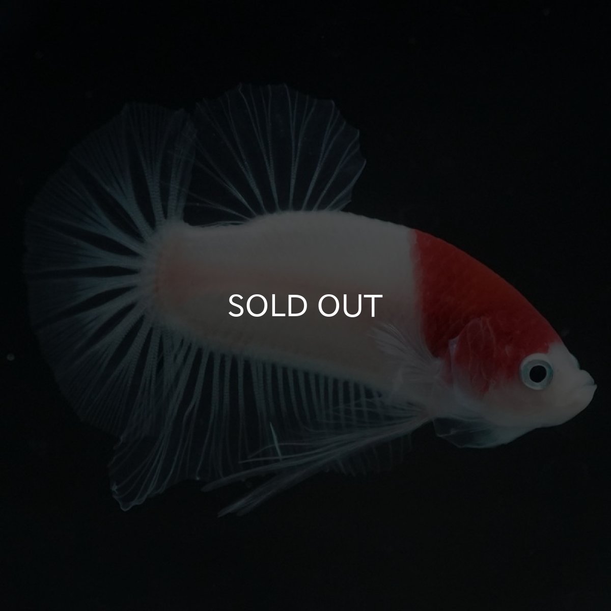 画像5: HMPK　丹頂 (5)