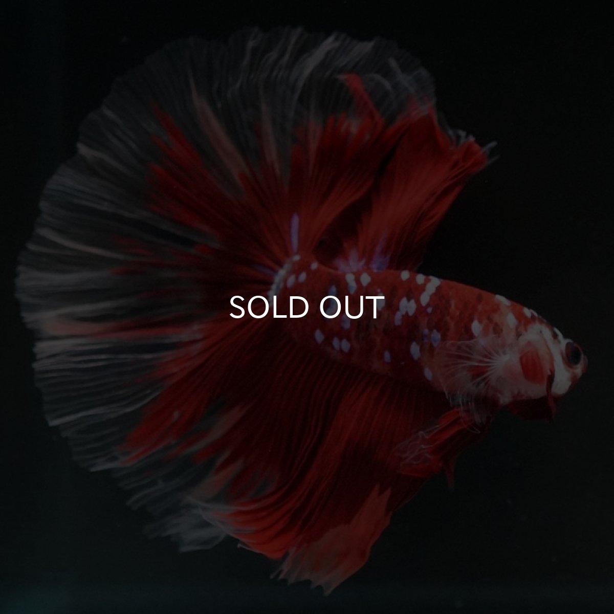 画像8: HM　鯉ギャラクシー (8)