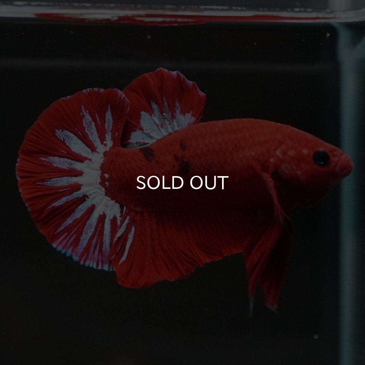 画像5: HMPK　ヘルボーイ (5)