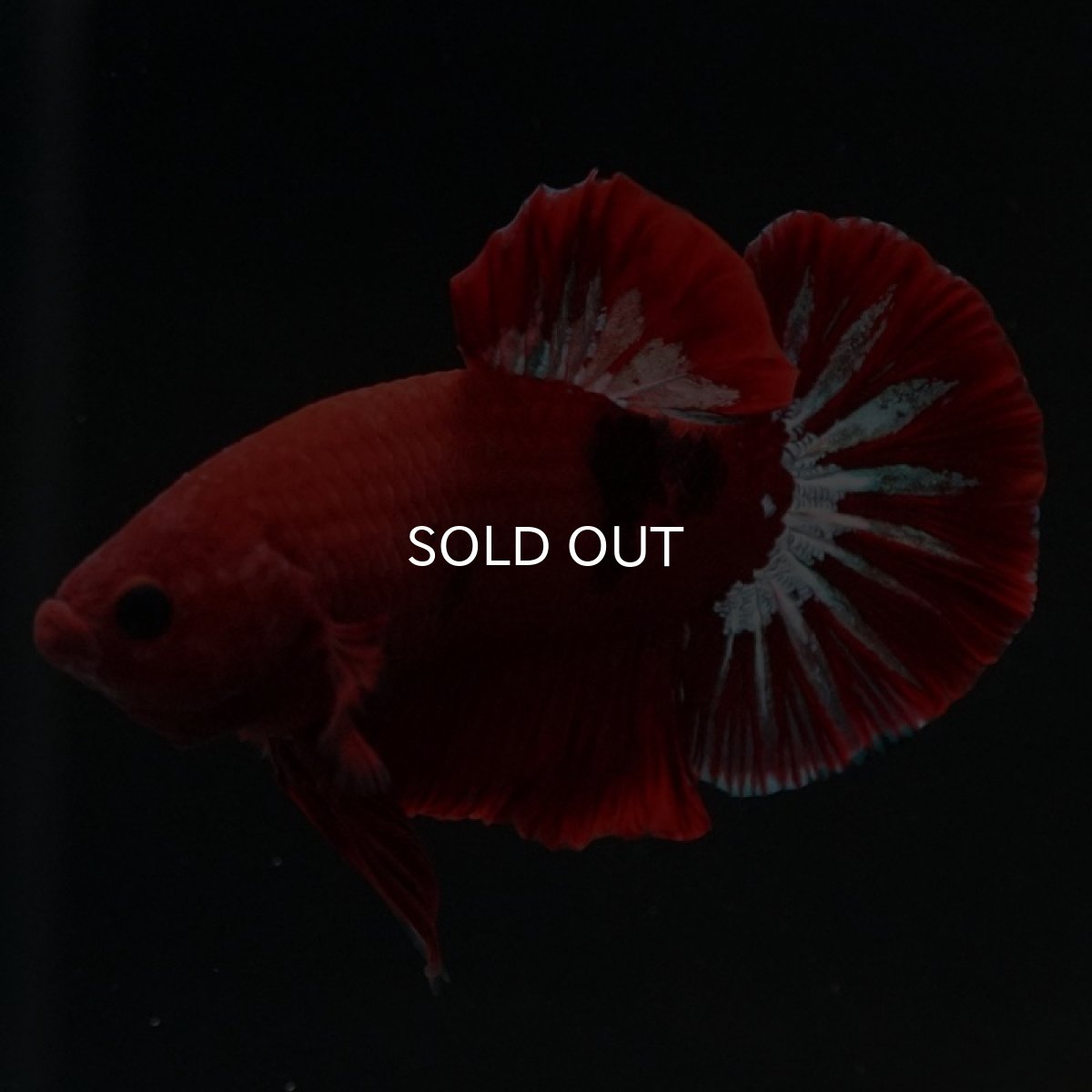 画像2: HMPK　ヘルボーイ (2)