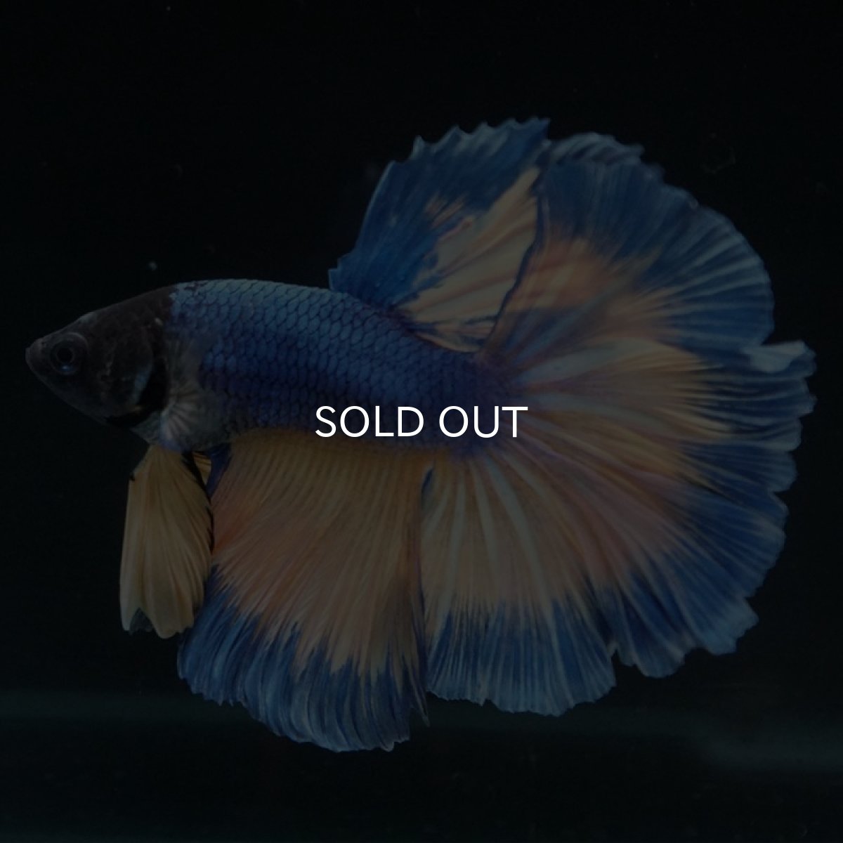 画像2: HM　マスタードガス (2)