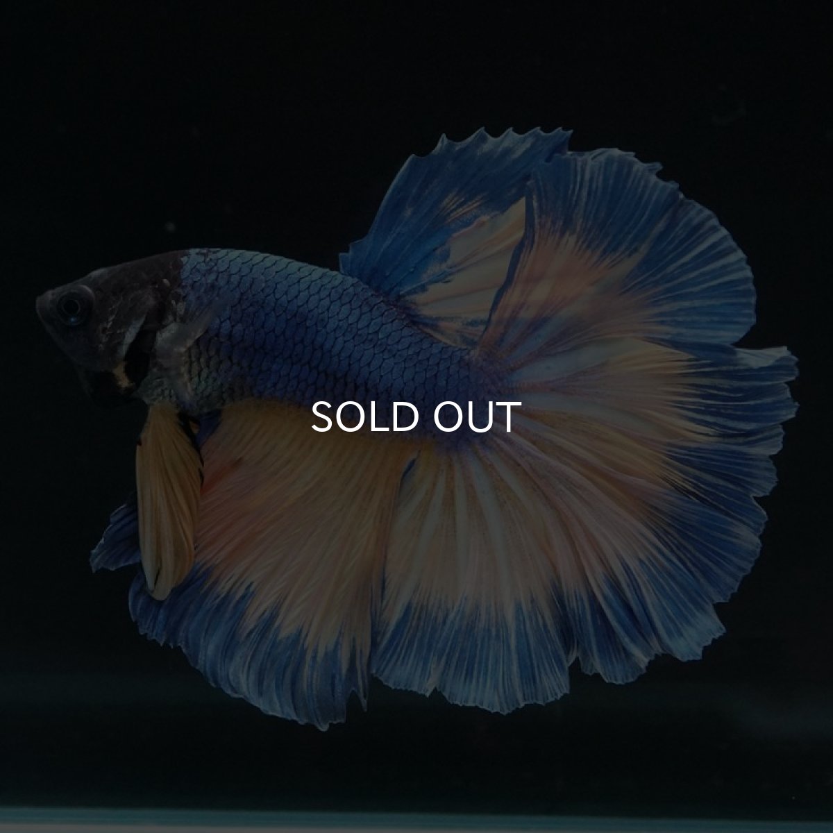 画像5: HM　マスタードガス (5)