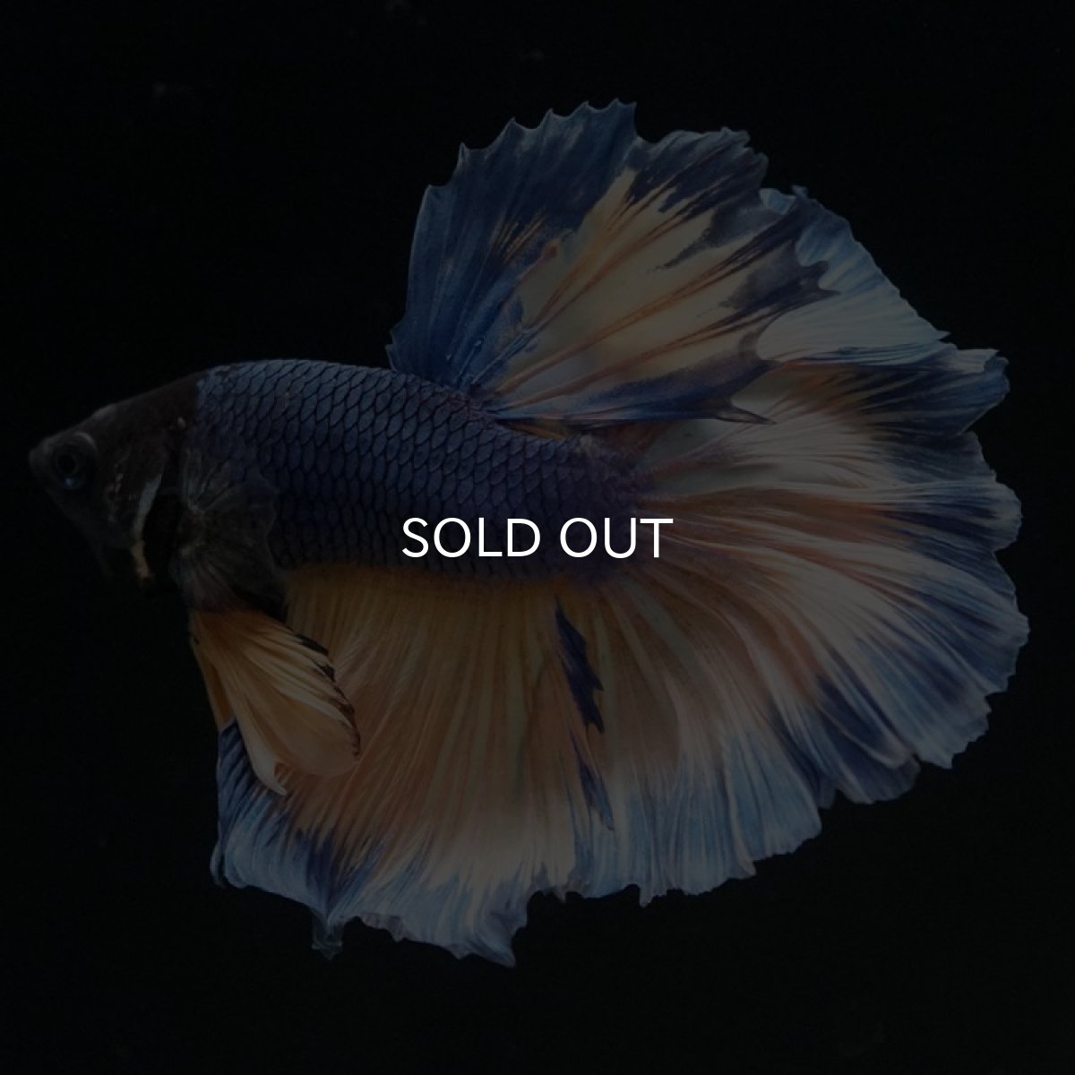 画像4: HM　マスタードガス (4)