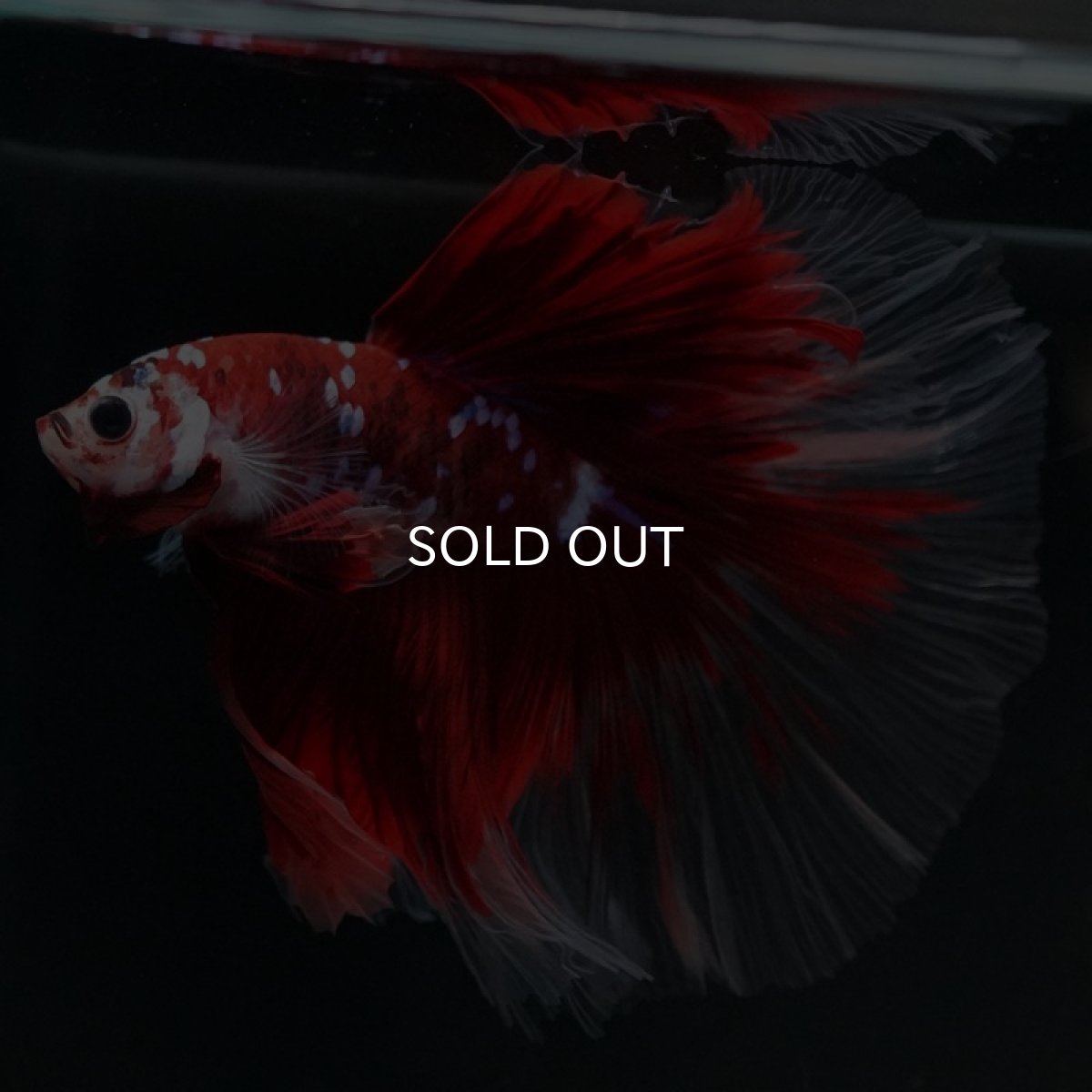 画像7: HM　鯉ギャラクシー (7)