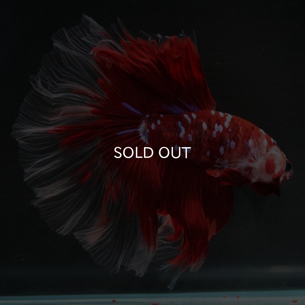 画像6: HM　鯉ギャラクシー (6)