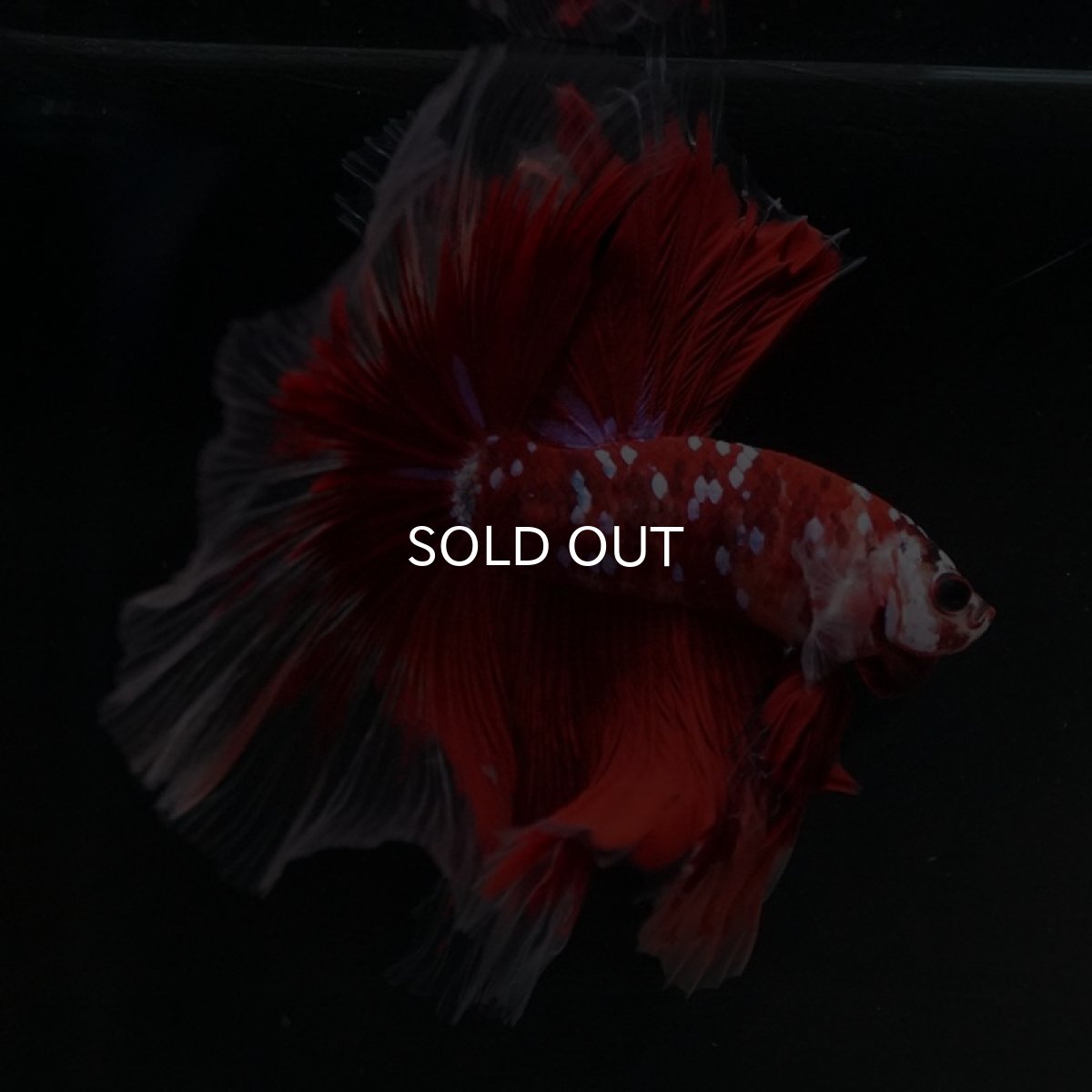 画像5: HM　鯉ギャラクシー (5)