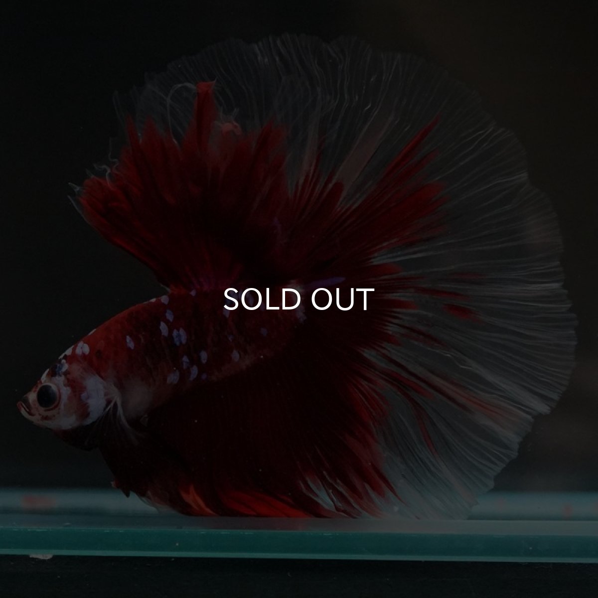 画像4: HM　鯉ギャラクシー (4)