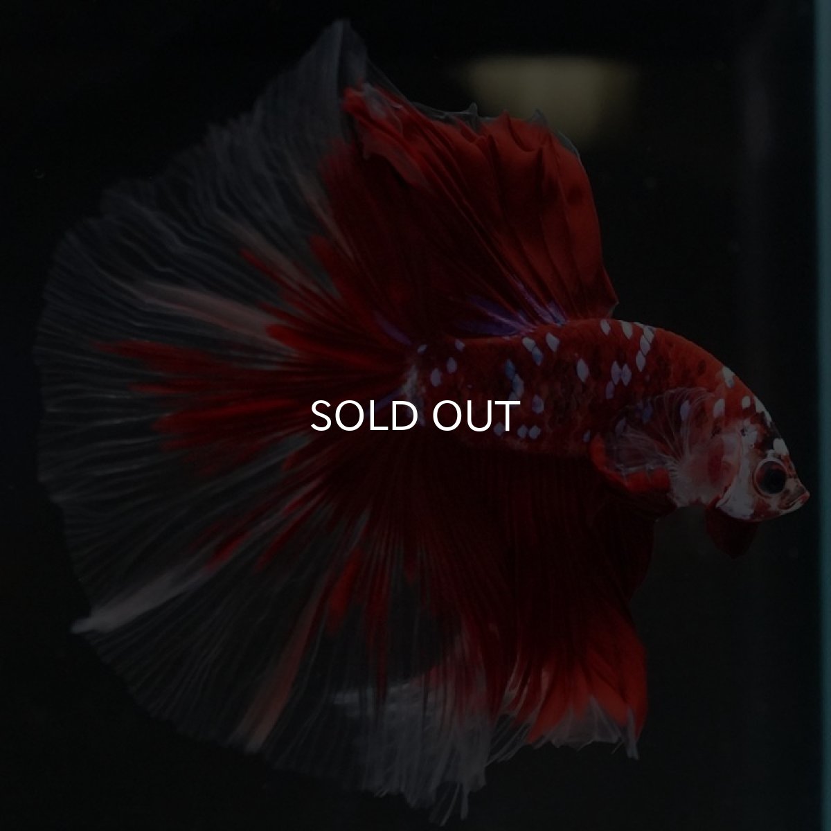 画像3: HM　鯉ギャラクシー (3)