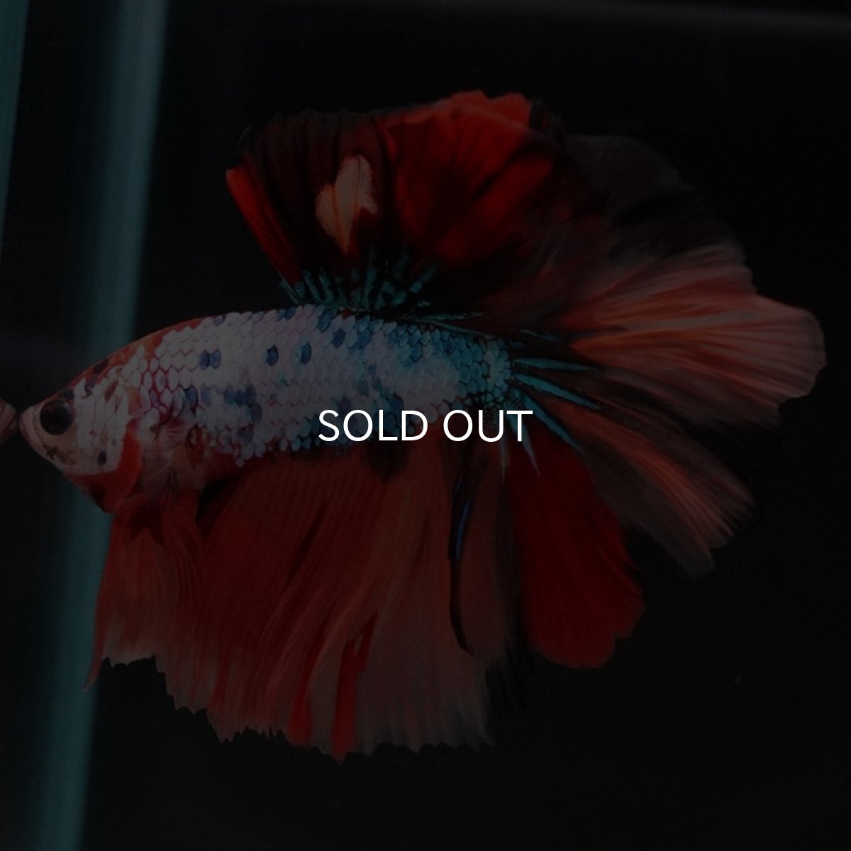 画像6: HM　キャンディレインボー (6)