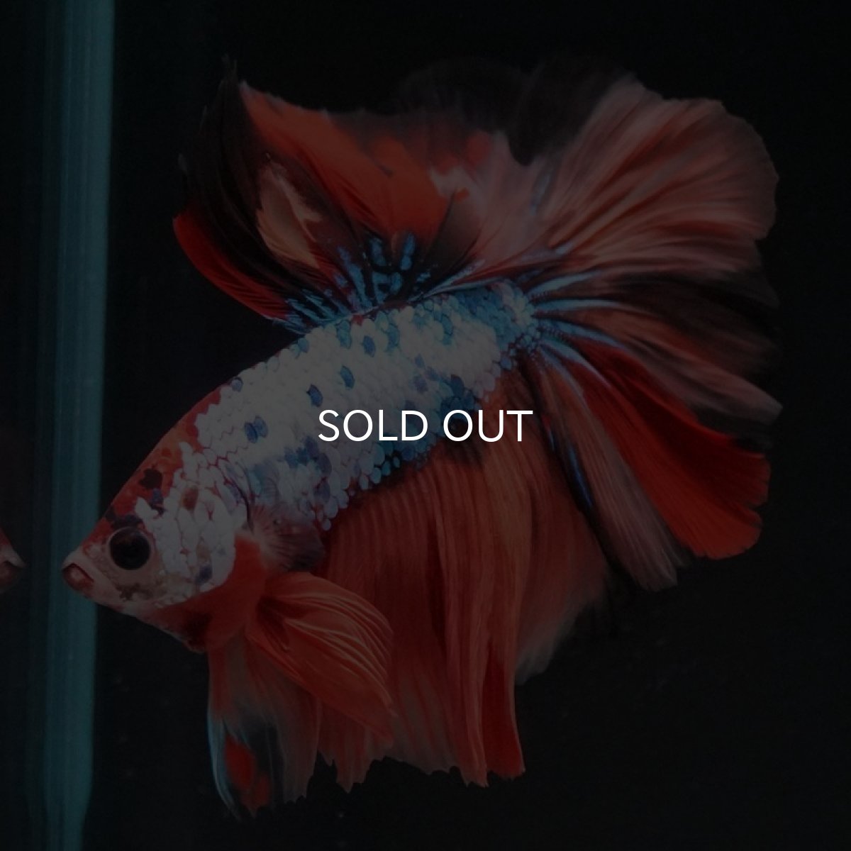 画像3: HM　キャンディレインボー (3)