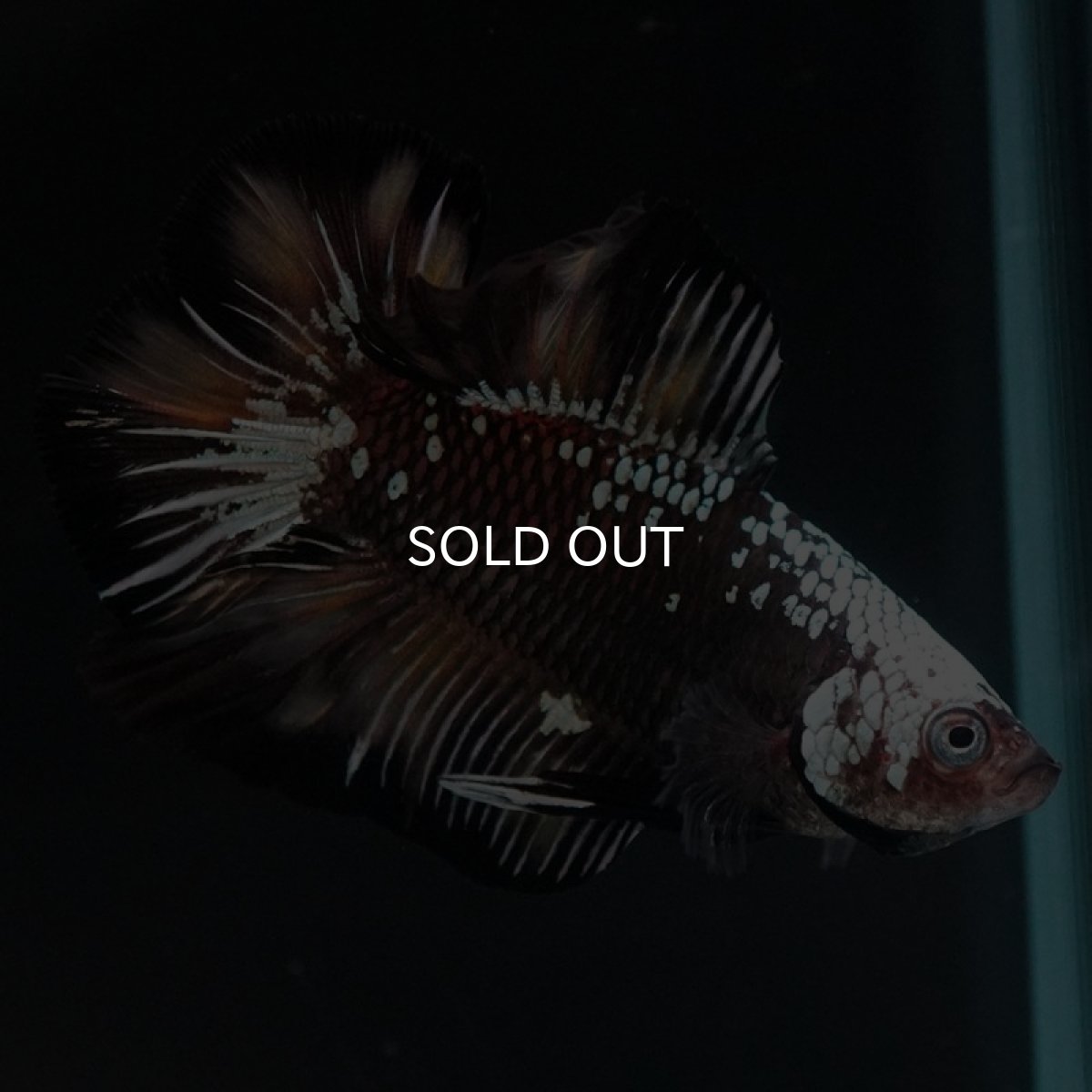 画像2: DTPK ブラックカッパーギャラクシー 変わり柄 (2)