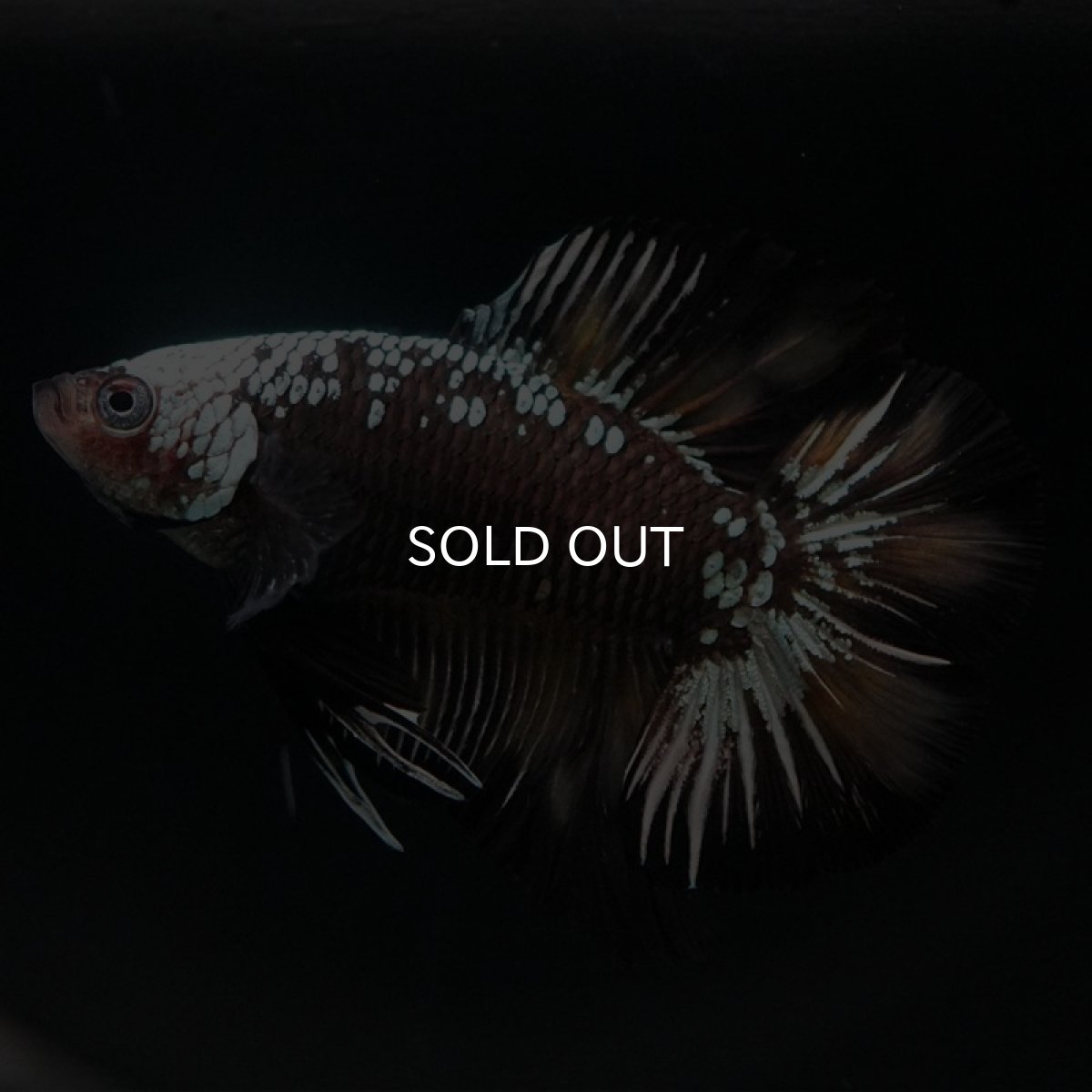 画像10: DTPK ブラックカッパーギャラクシー 変わり柄 (10)