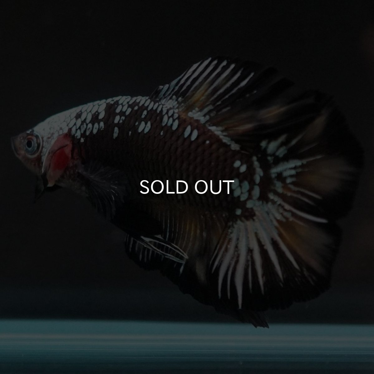 画像8: DTPK ブラックカッパーギャラクシー 変わり柄 (8)