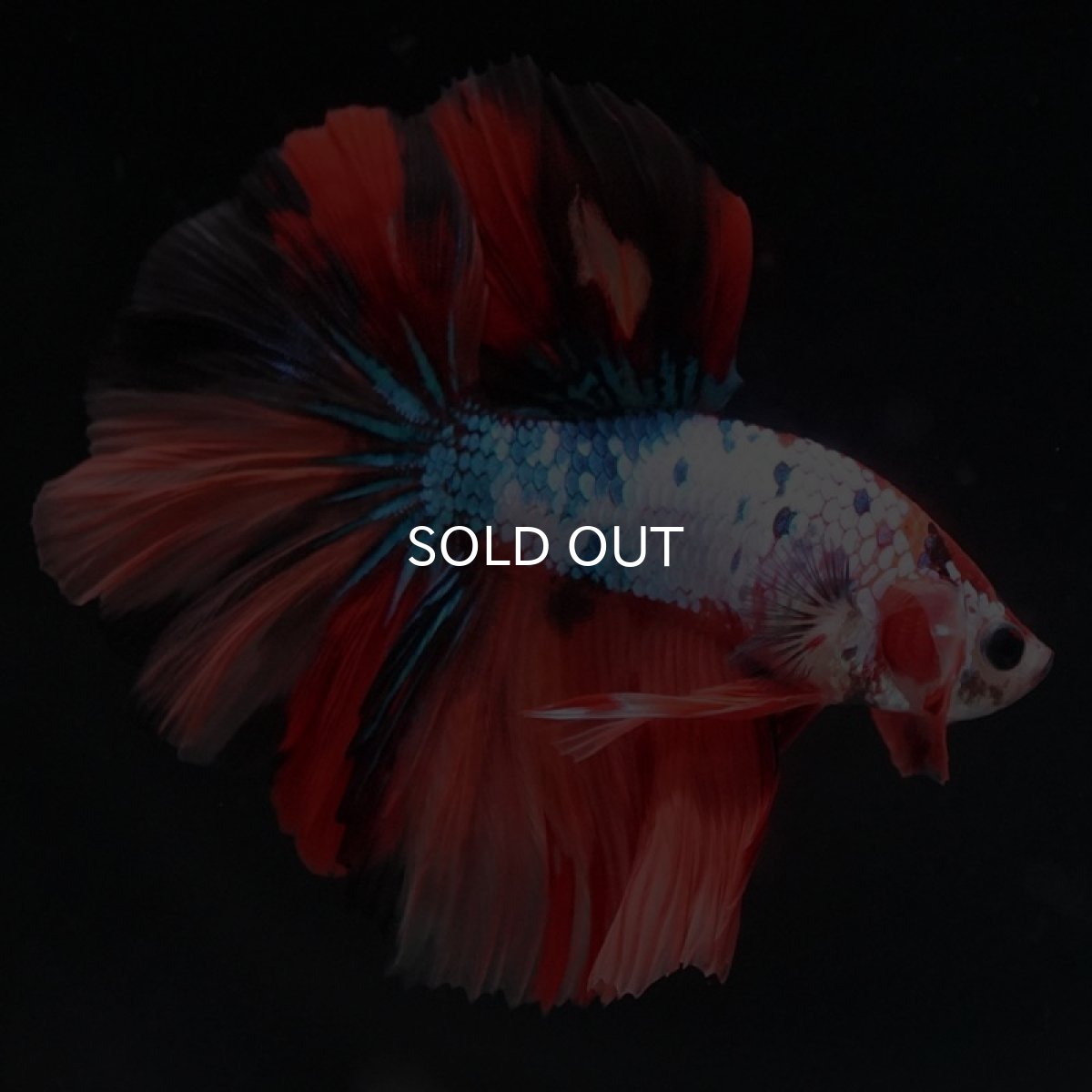 画像8: HM　キャンディレインボー (8)