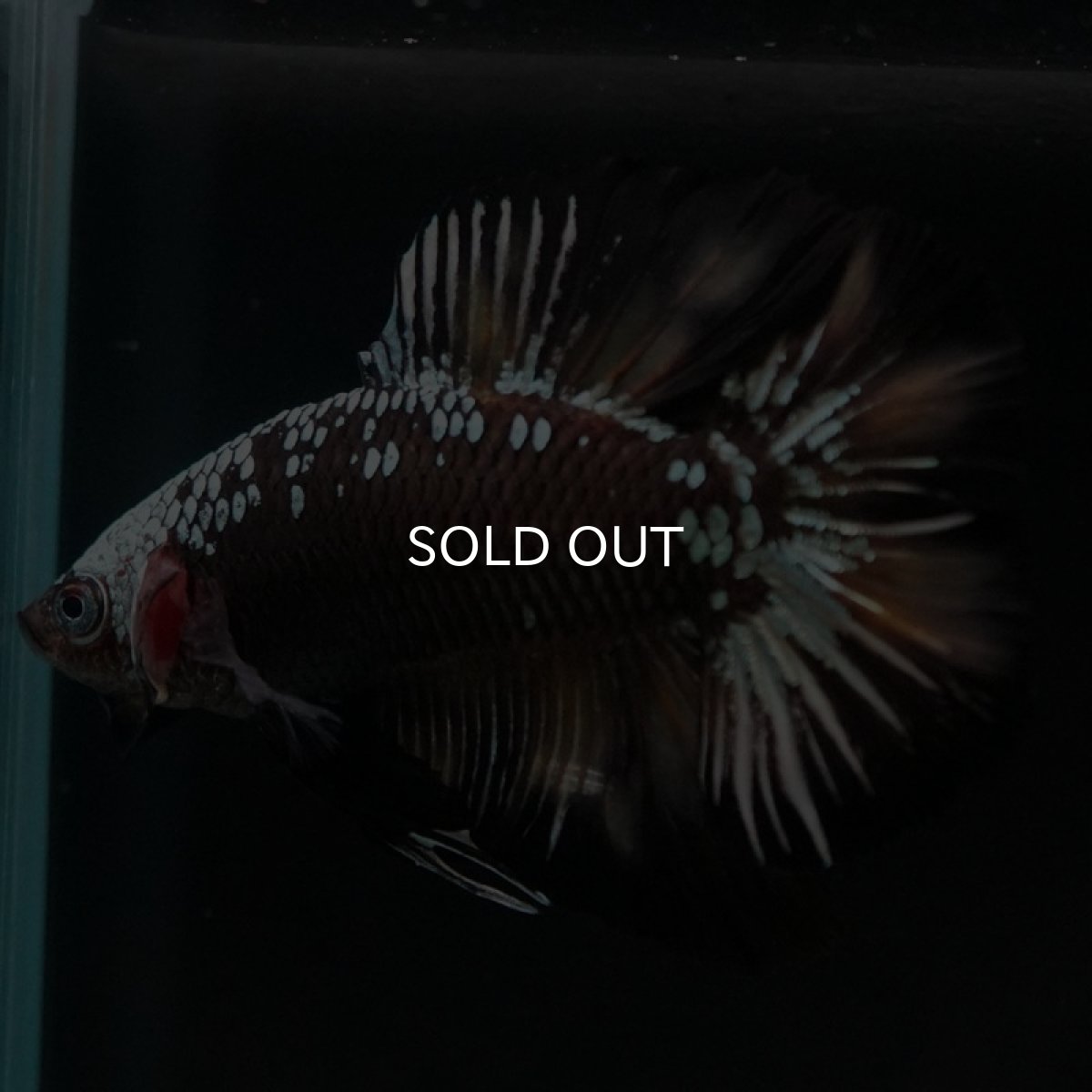 画像7: DTPK ブラックカッパーギャラクシー 変わり柄 (7)