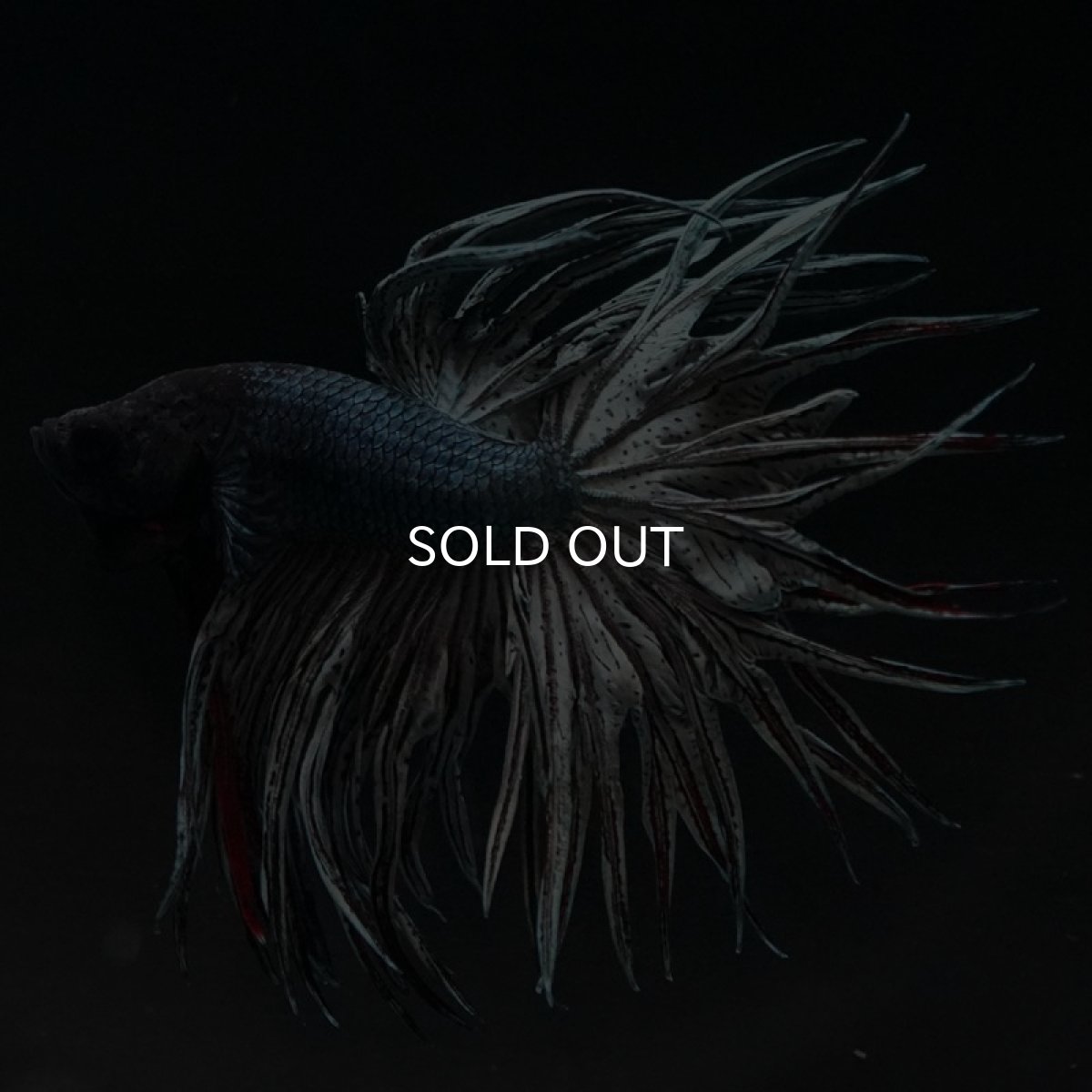 画像7: KCT カッパー (7)