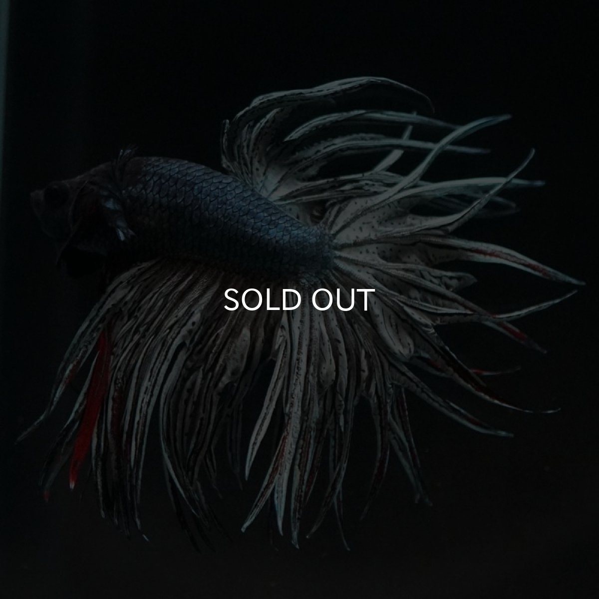 画像5: KCT カッパー (5)