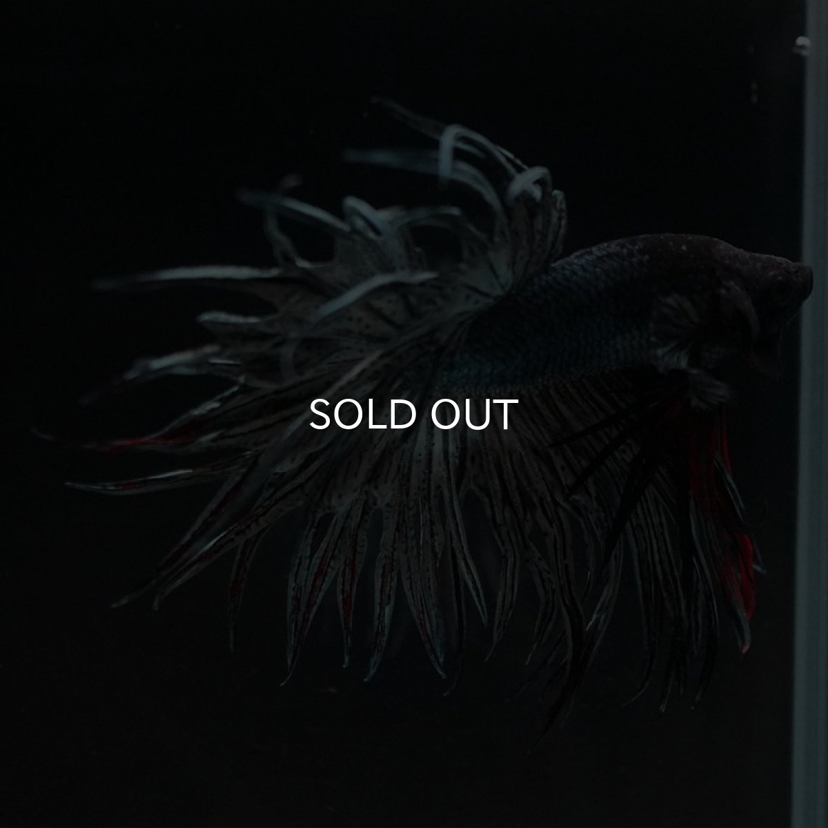 画像8: KCT カッパー (8)