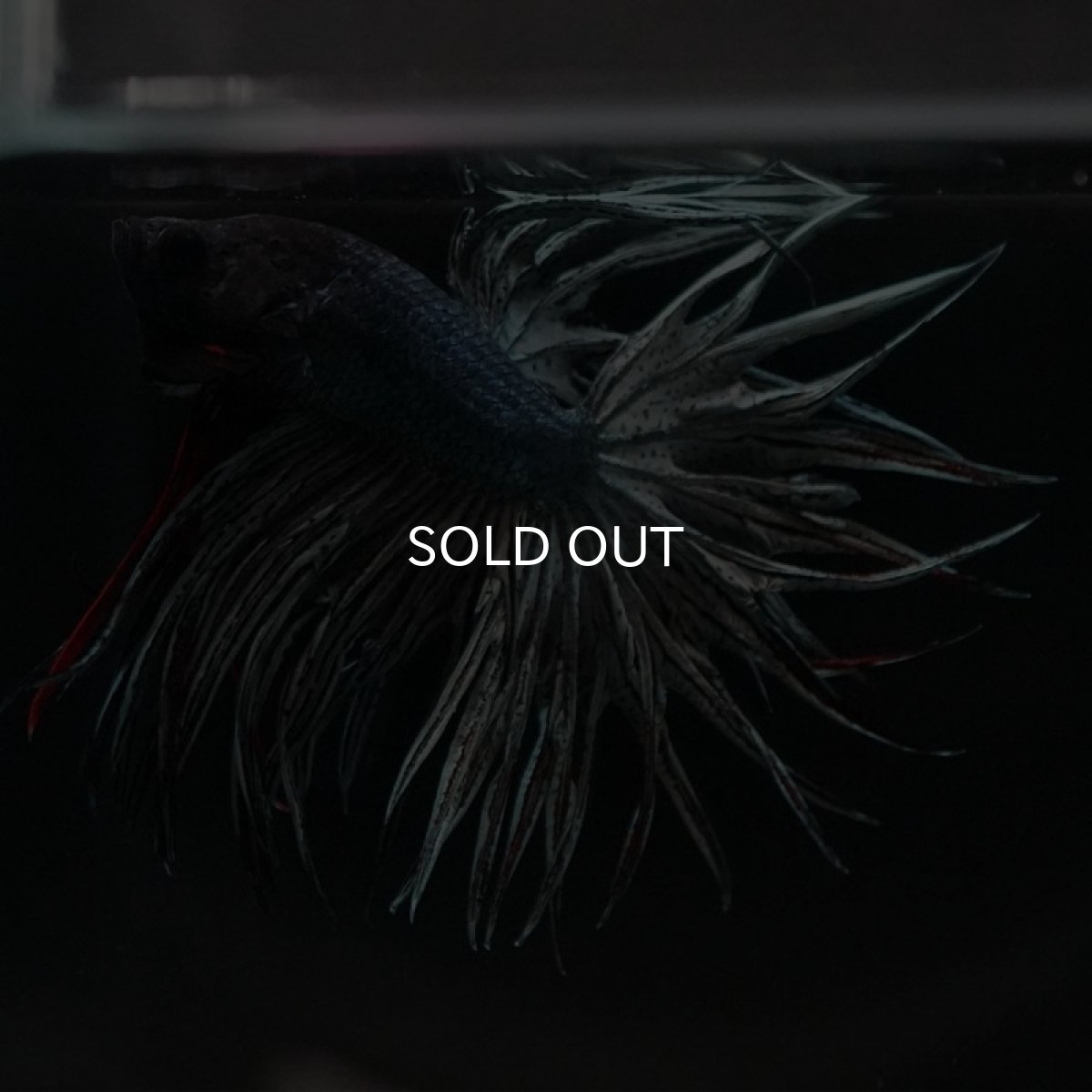 画像3: KCT カッパー (3)