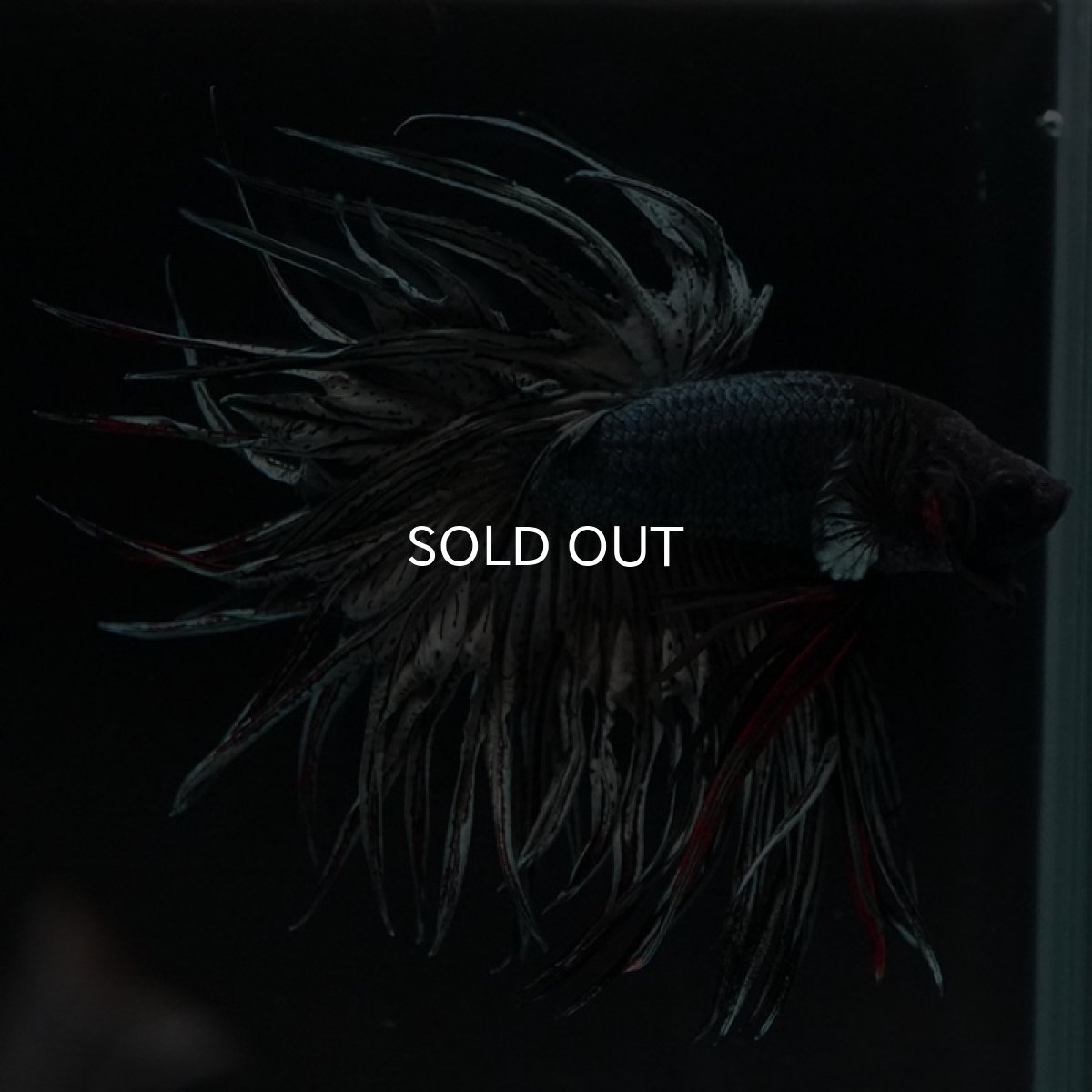 画像6: KCT カッパー (6)