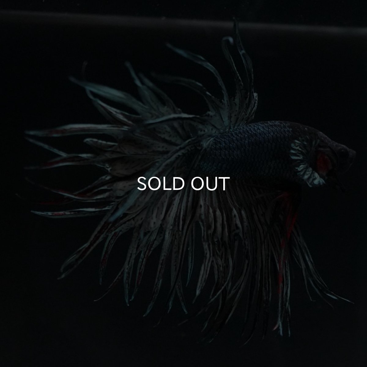 画像2: KCT カッパー (2)