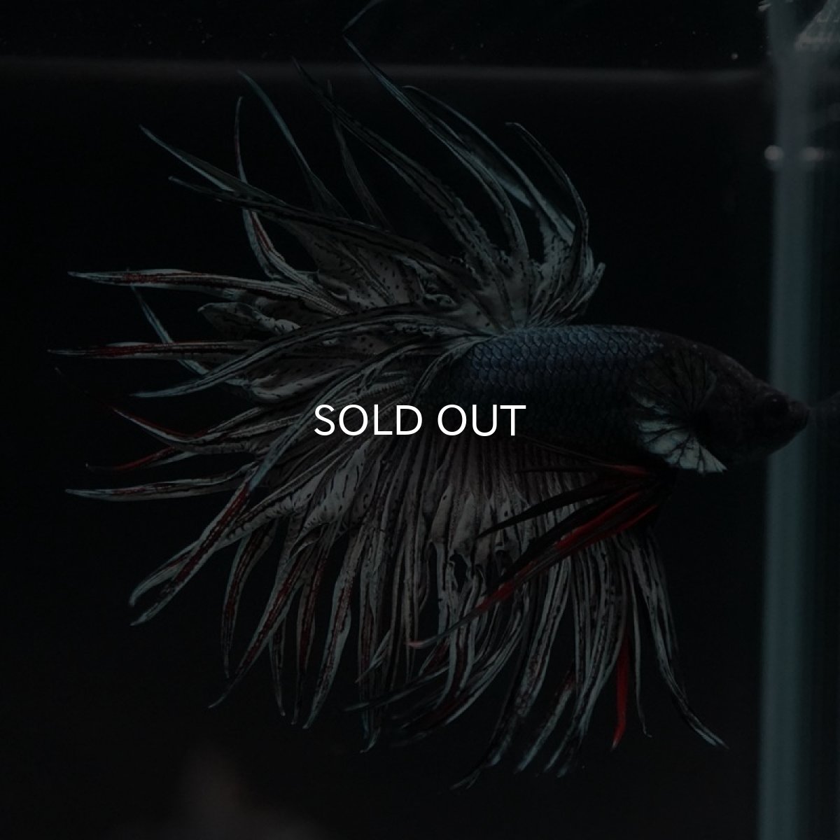 画像4: KCT カッパー (4)