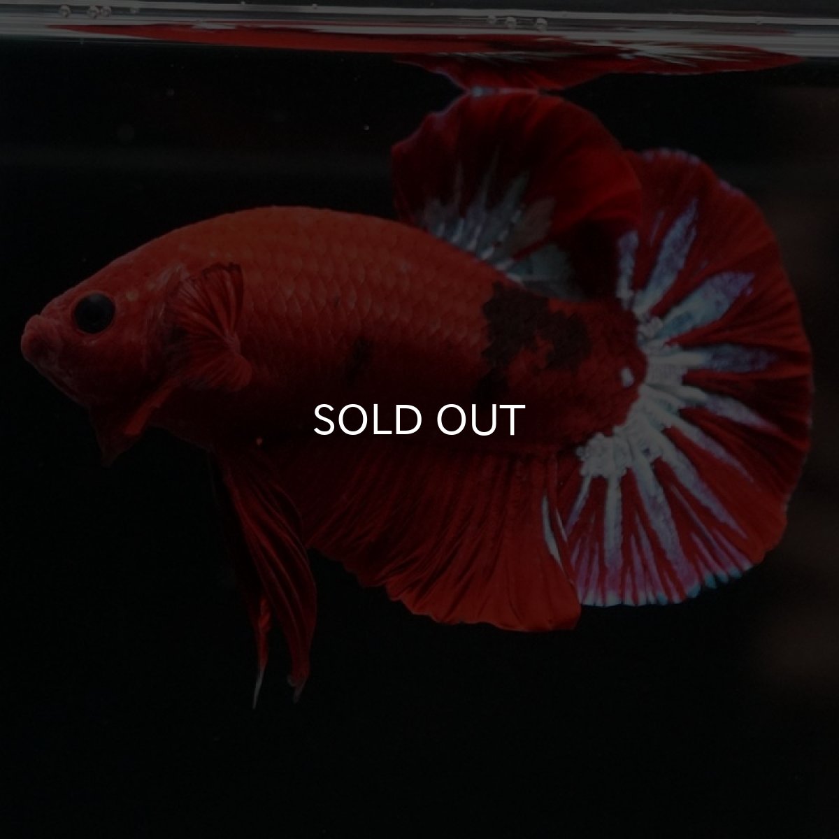 画像6: HMPK　ヘルボーイ (6)