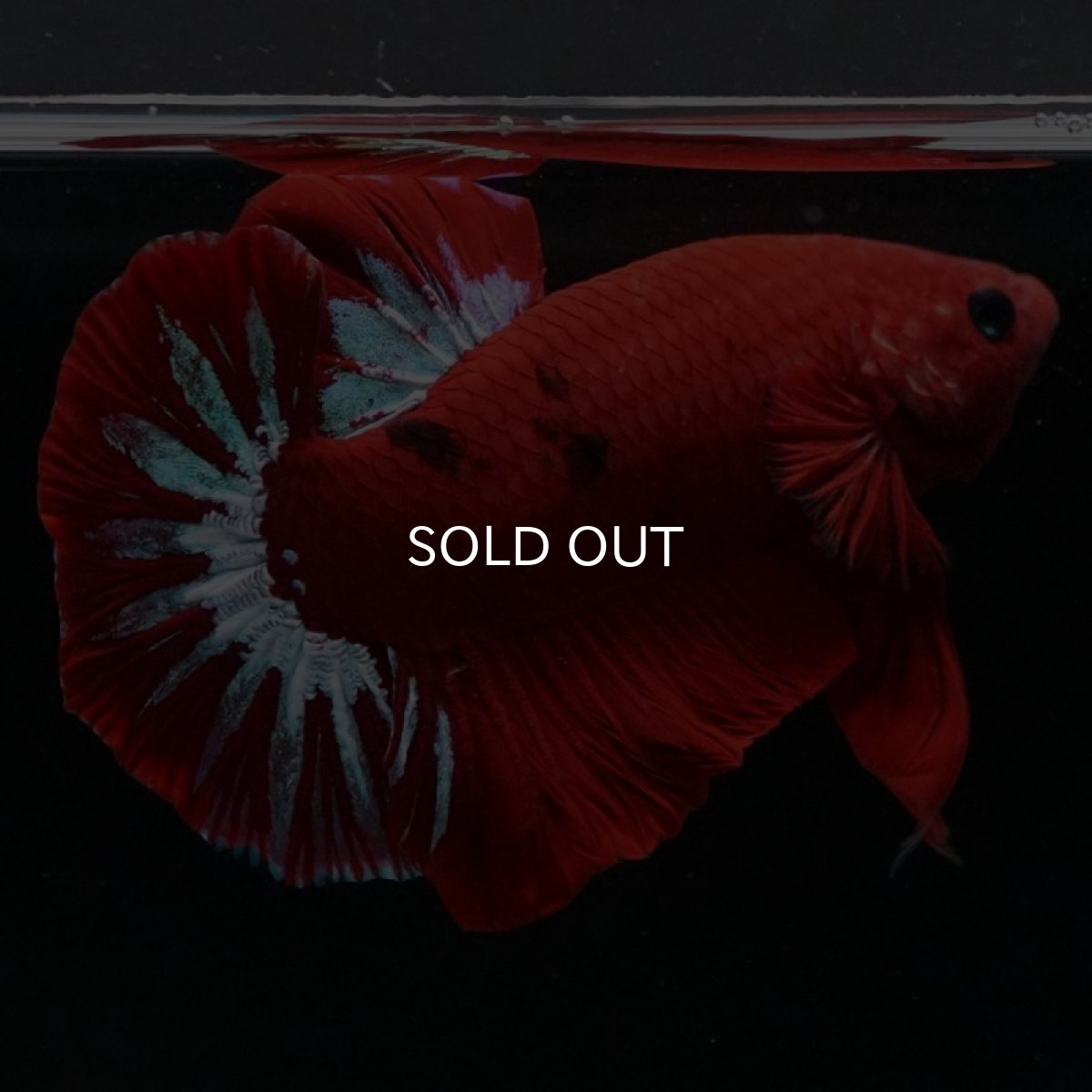 画像8: HMPK　ヘルボーイ (8)