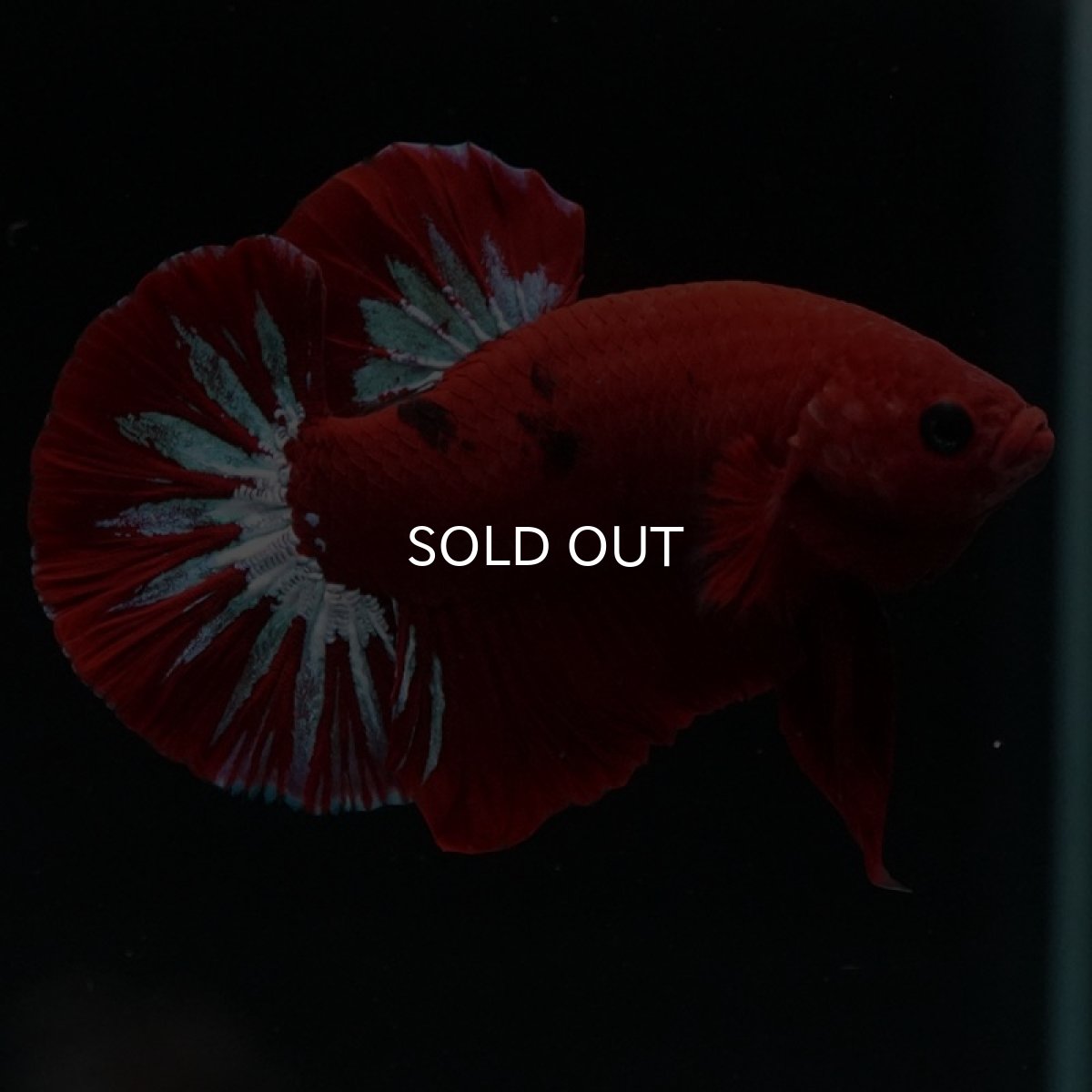 画像7: HMPK　ヘルボーイ (7)