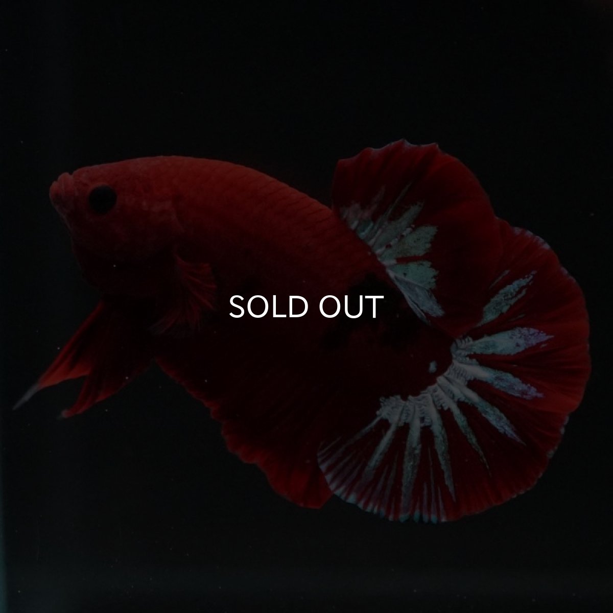 画像4: HMPK　ヘルボーイ (4)