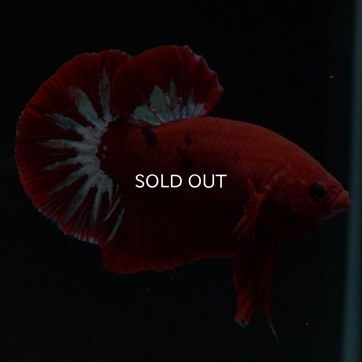 画像3: HMPK　ヘルボーイ (3)