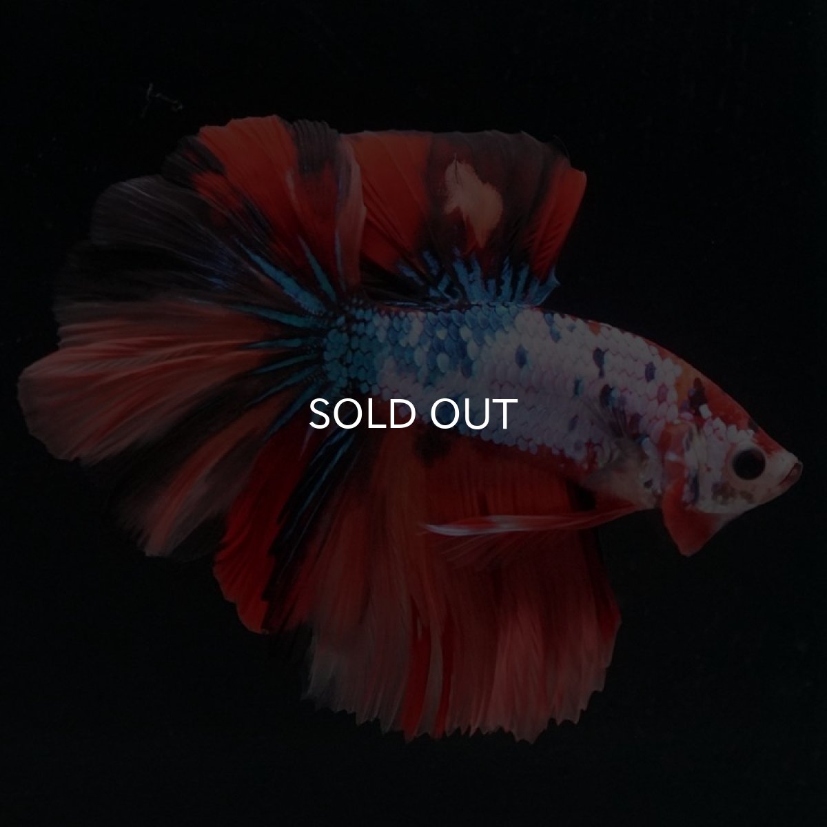 画像7: HM　キャンディレインボー (7)