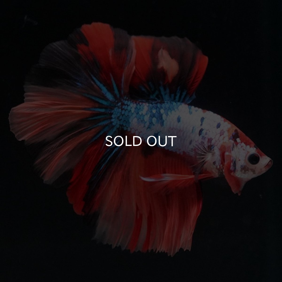 画像2: HM　キャンディレインボー (2)